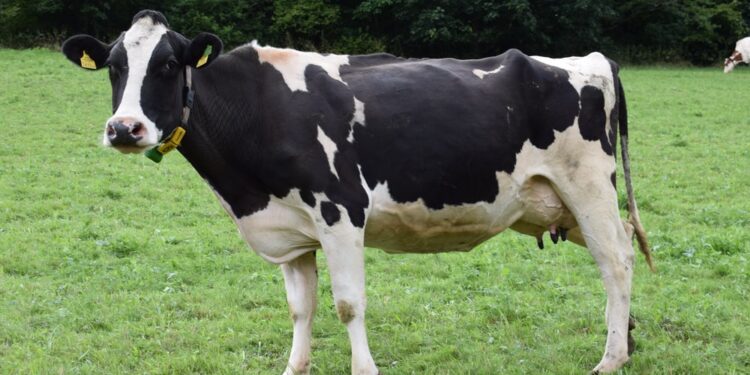 आगरा में पुलिस ने ट्रक में भरे 35 गोवंश कराये मुक्त चालक और क्लीनर फरार