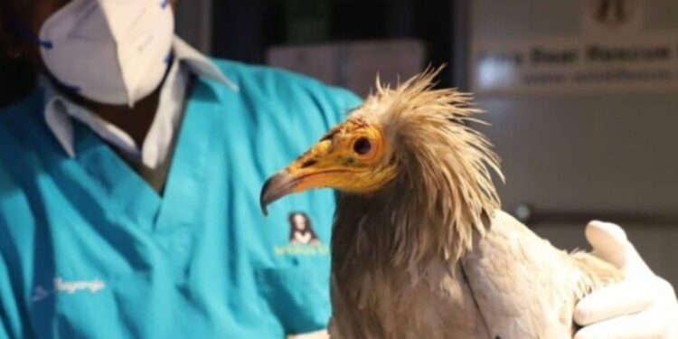 आगरा में वाइल्डलाइफ एसओएस ने दुर्लभ प्रजाति के गिद्ध का किया रेस्क्यू