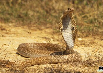 आगरा में वाइल्डलाइफ एसओएस ने कोबरा का किया रेस्क्यू