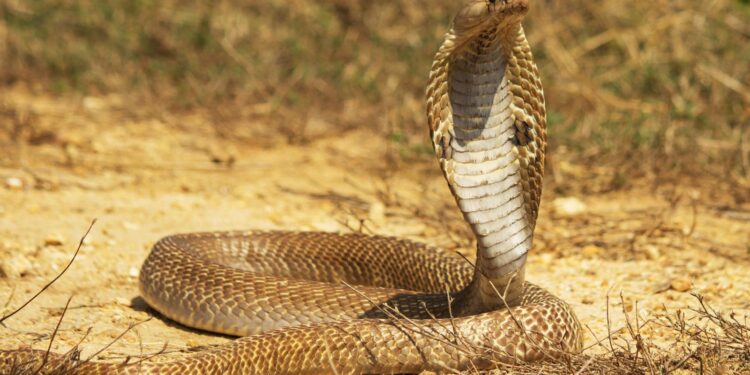 आगरा में वाइल्डलाइफ एसओएस ने कोबरा का किया रेस्क्यू